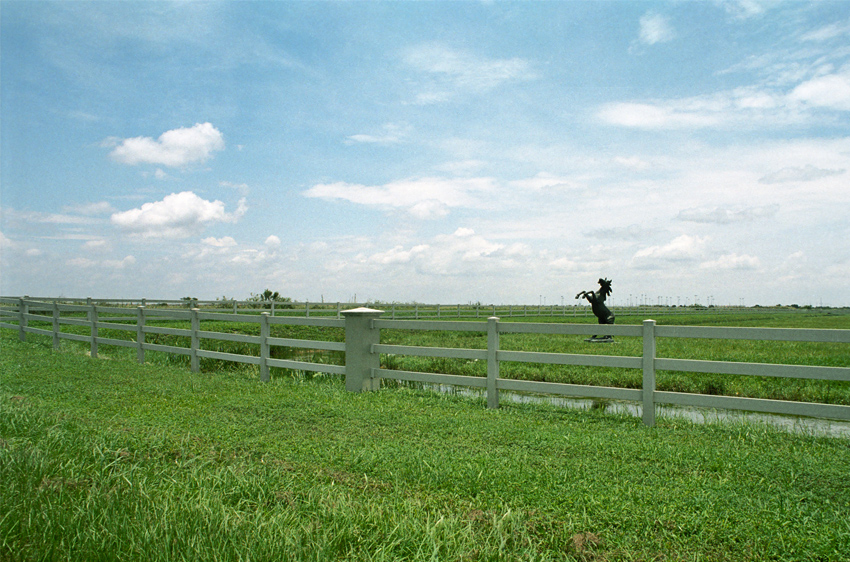jumpinghorse.jpg