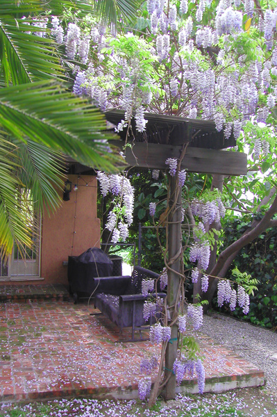 wisteria