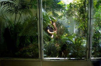 Butterfly Room