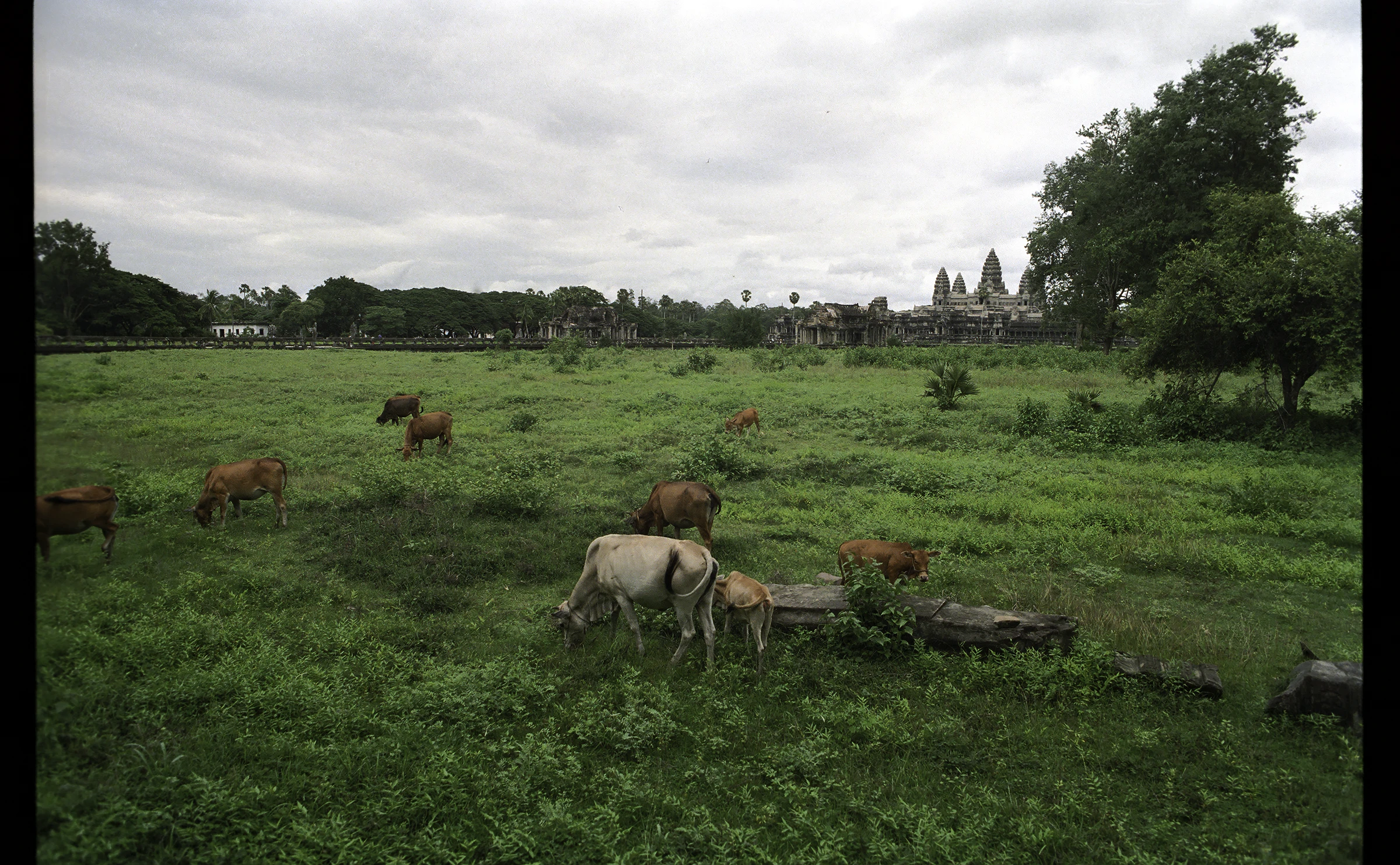 cows.jpg