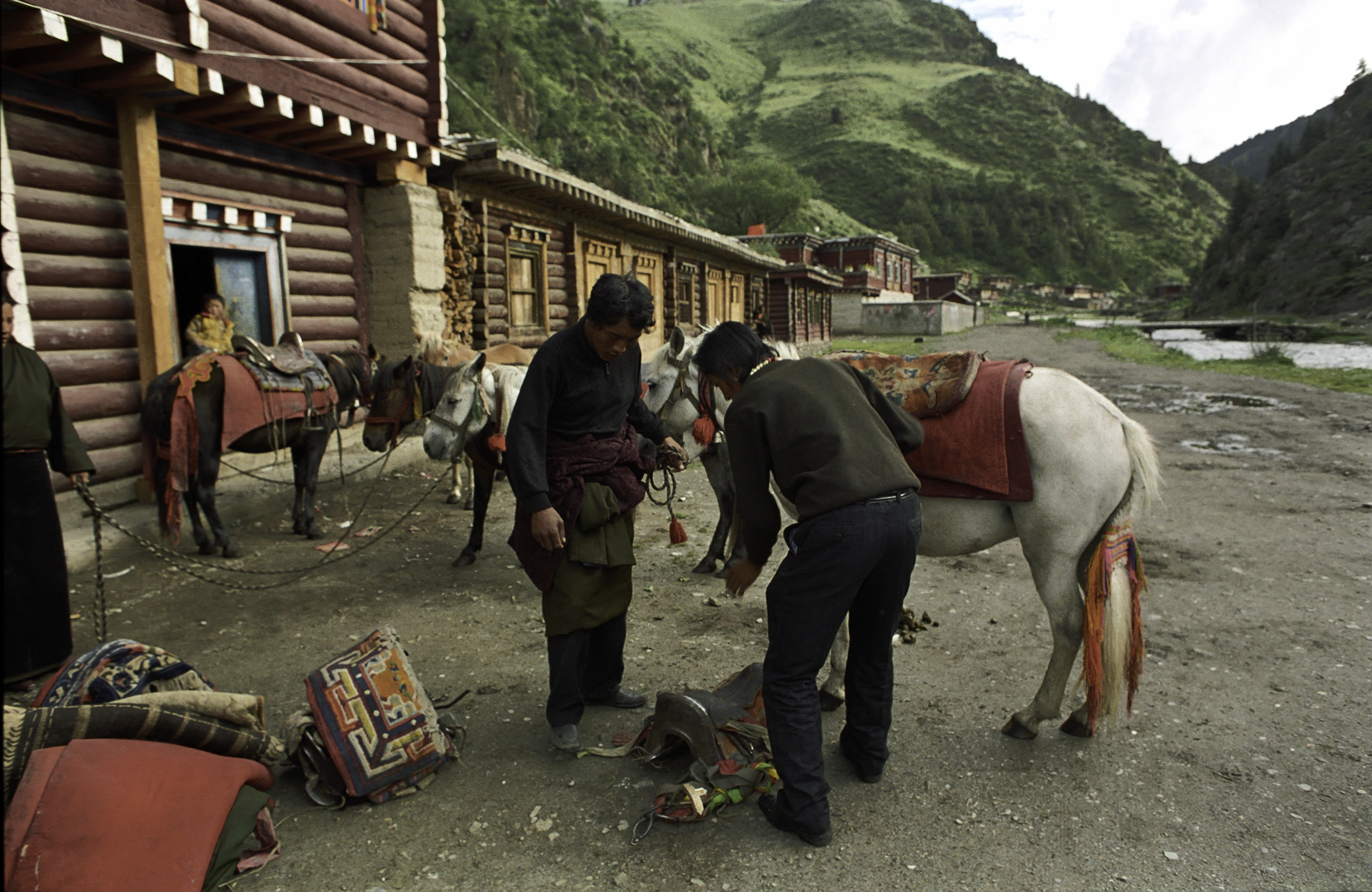 nogmoonhorses.jpg