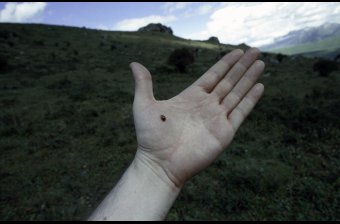 The Smallest Thing