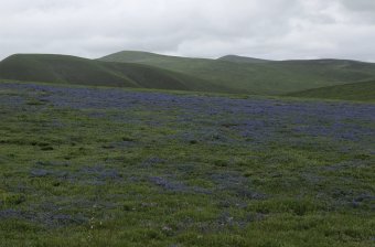 Untitled, Flowers