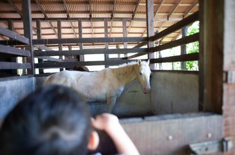 Horse