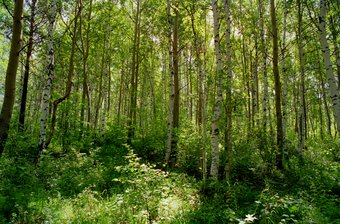 Forest For Days